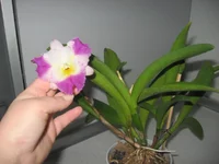 IMG_1552.webp