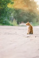 000011.webp