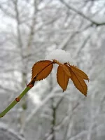 foliage.webp