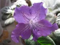IMG_4605.webp