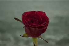 01 (6).webp