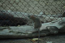 00001.webp