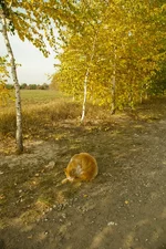 09186.webp