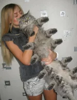 cat.webp