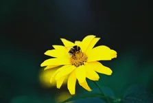 41267.webp