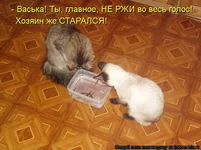 kotomatritsa__5.webp
