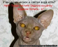 1237450733_hiop_ru_kotomatrix_24.webp