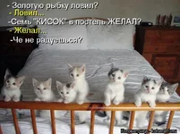 kotomatritsa_m256.webp