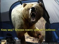 kotomatritsa_h.webp