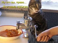 kotomatritsa_TO.webp