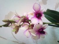 DSC_0056.webp