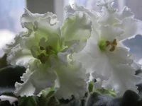 IMG_4616.webp