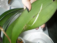 P2100735.webp