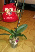 IMAG0070.jpg