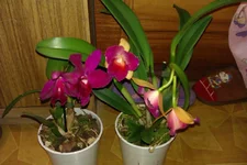 IMAG0071.jpg