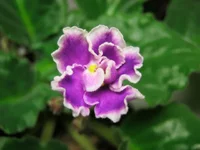getImage432.webp