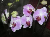 getImage67.webp