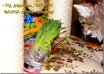 original.webp