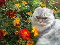 QTWeAPPLG3k.webp