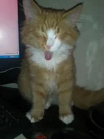 GA4XY2o850U.webp