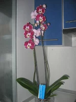 IMG_1571.webp