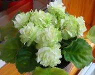 Spring Rose.webp