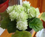Spring Rose1.webp