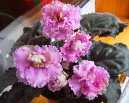  Первая Фрейлина.webp
