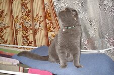 На боевом посту-ждет ночных мошек.JPG