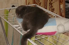 Просто релаксит.JPG