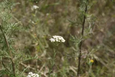 DSC00088.webp