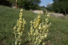 DSC00140.webp