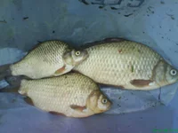 DSC00613.webp