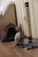 .webp