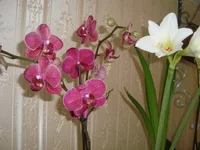 DSC02754.webp
