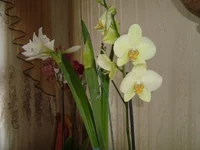 DSC02755.JPG