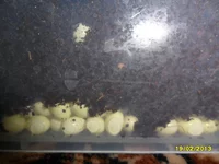 SAM_4462.webp