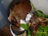 SAM_4184.webp