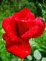 rose-red.webp
