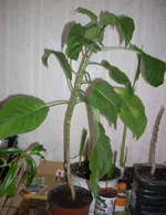  8 месяцев.webp