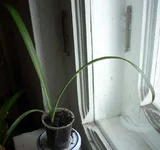 .webp