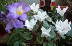  в цикламене.webp