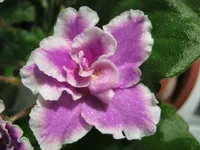 getIma67.webp