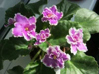 getIm78.webp