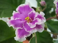 getIma45.webp