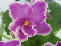 getIma56.webp