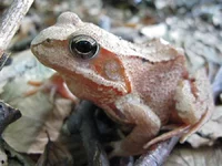 frog.webp