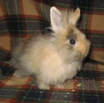  у заводчицы.webp