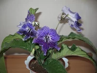 IMG_3660.webp