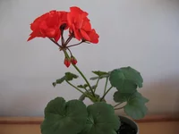 IMG_3669.webp